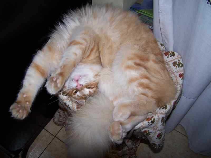 Gatto Norvegese -  maschio