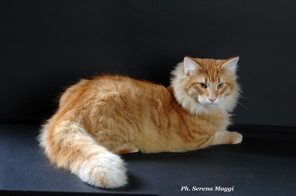 Gatto Norvegese -  maschio