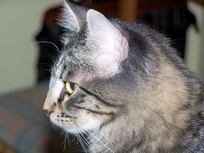 Nihals Cattery Allevamento Cuccioli Di Gatto Norvegese Delle Foreste