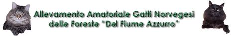 Allevamento Del Fiume Azzurro - Gatti delle Foreste Norvegesi