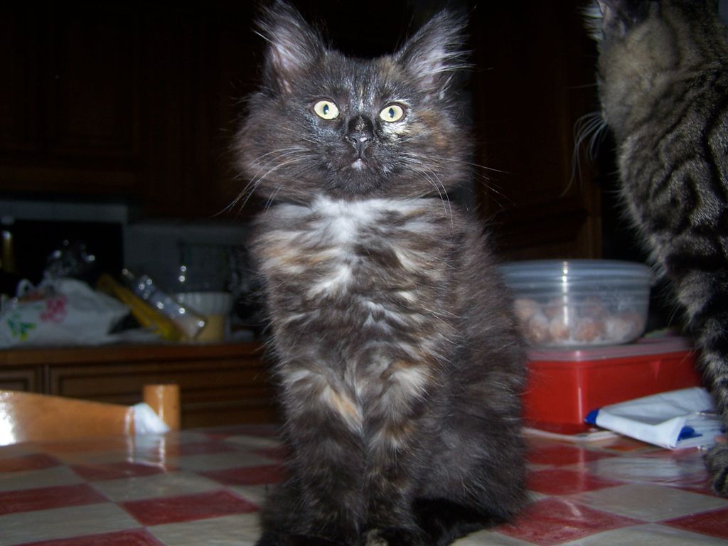 Gatti Norvegesi - cuccioli