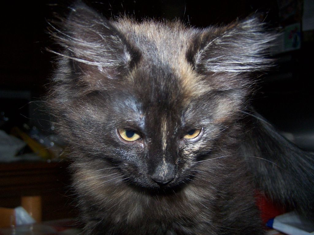 Gatti Norvegesi - cuccioli