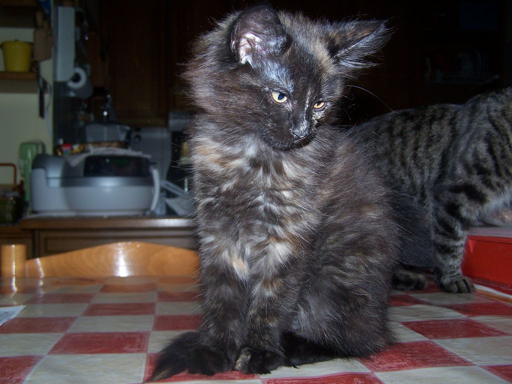 Gatti Norvegesi - cuccioli