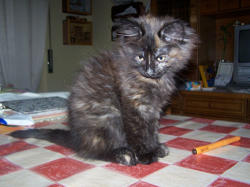Gatti Norvegesi - cuccioli