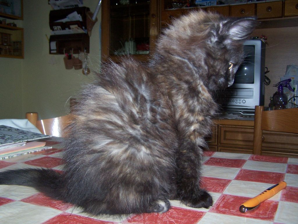 Gatti Norvegesi - cuccioli