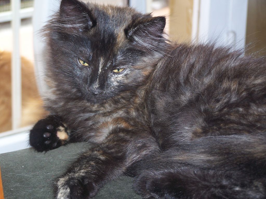 Gatti Norvegesi - cuccioli