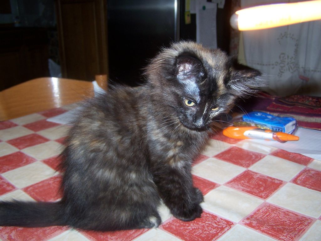 Gatti Norvegesi - cuccioli