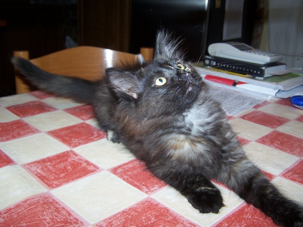 Gatti Norvegesi - cuccioli