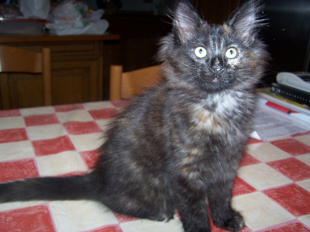 Gatti Norvegesi - cuccioli