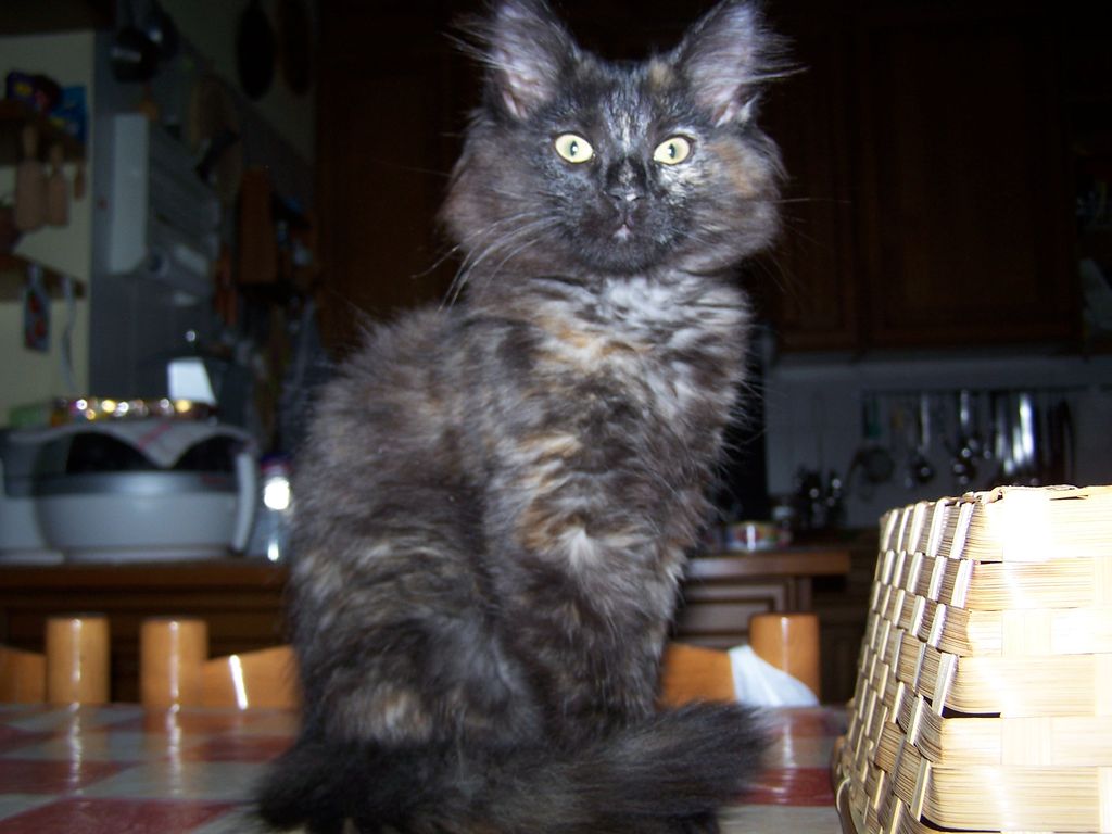 Gatti Norvegesi - cuccioli