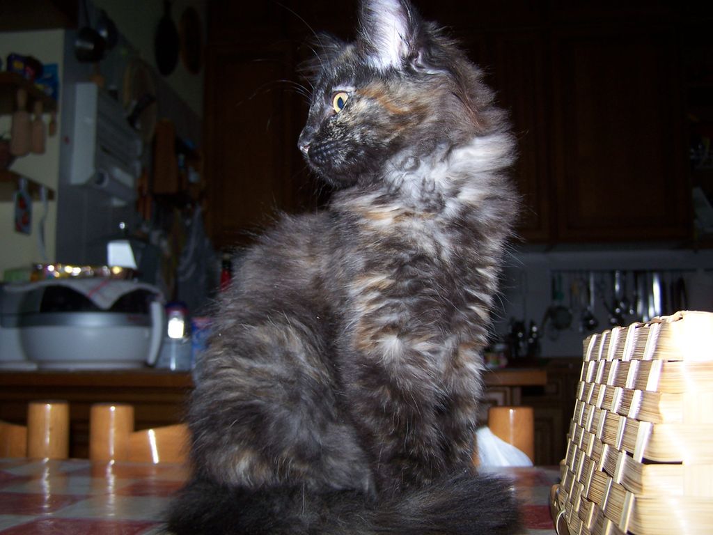 Gatti Norvegesi - cuccioli