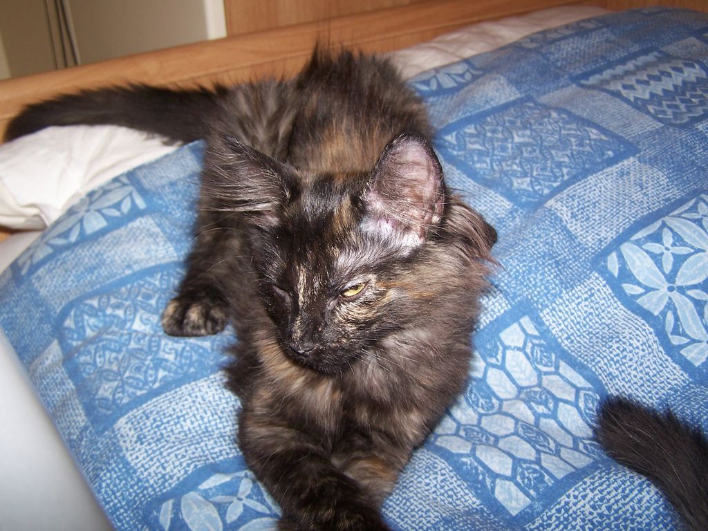 Gatti Norvegesi - cuccioli