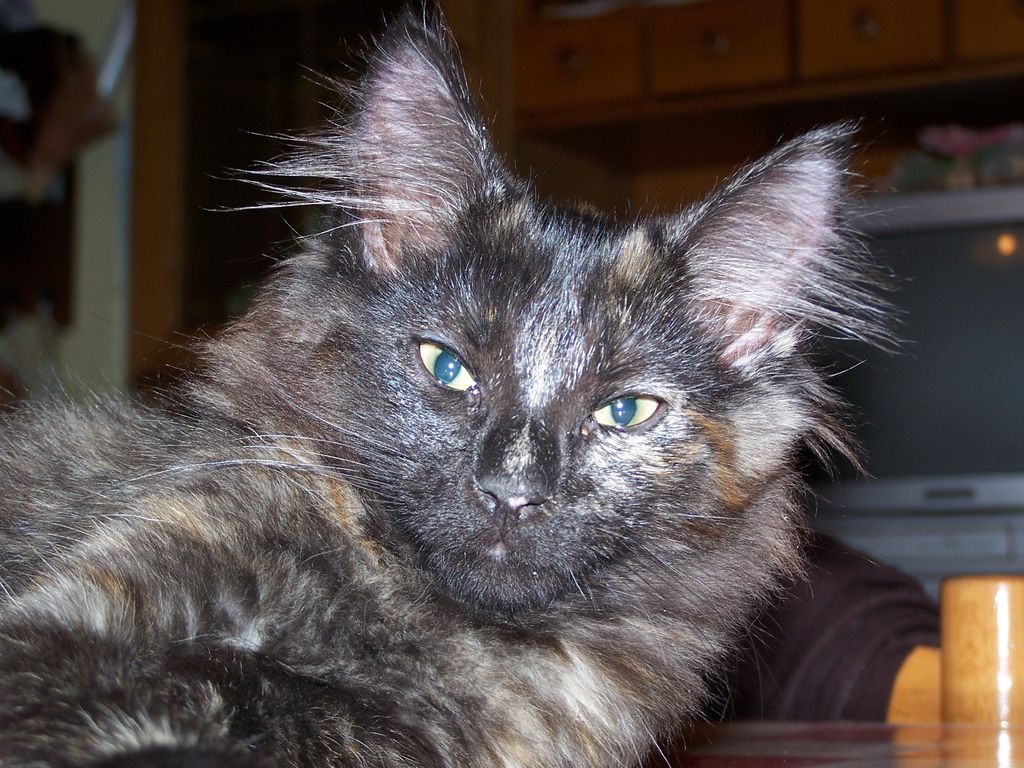 Gatti Norvegesi - cuccioli