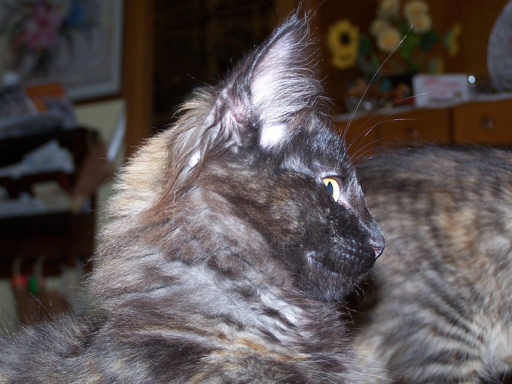 Gatti Norvegesi - cuccioli