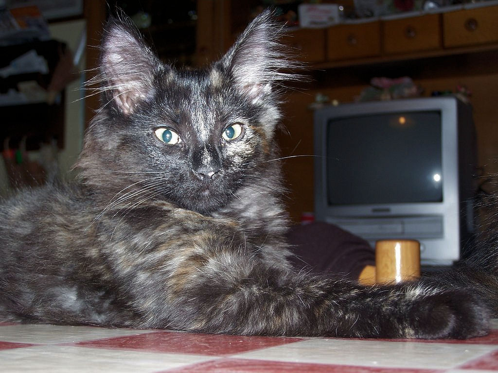 Gatti Norvegesi - cuccioli