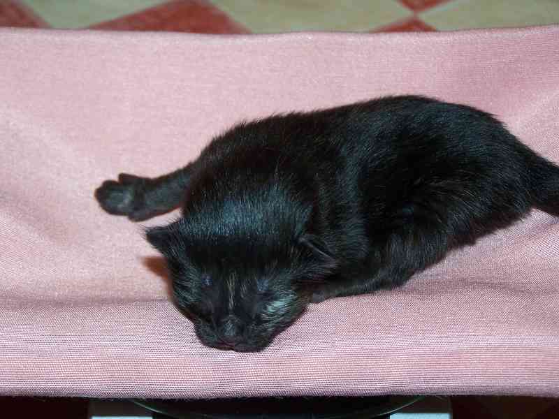 Gatti Norvegesi - cuccioli