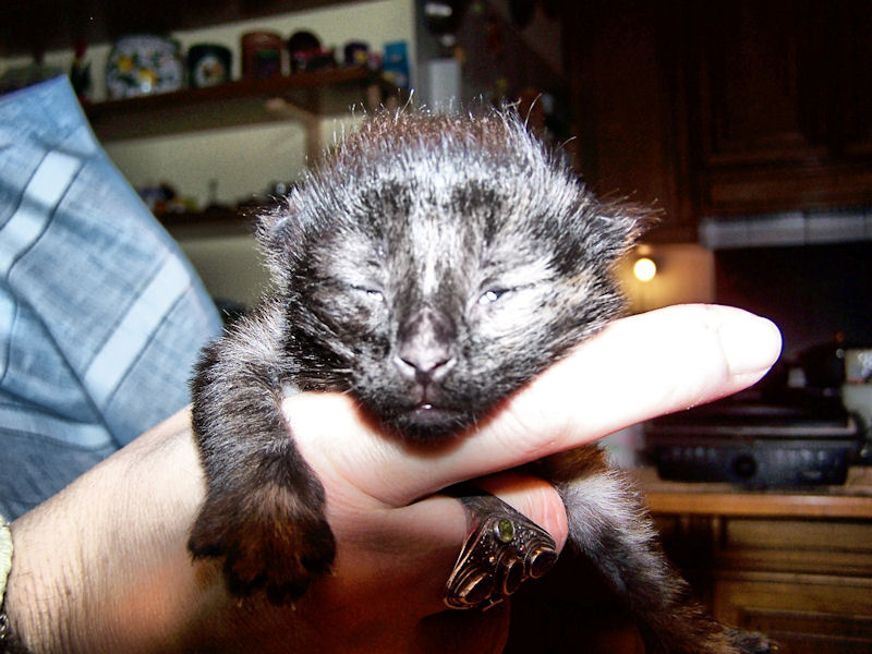 Gatti Norvegesi - cuccioli