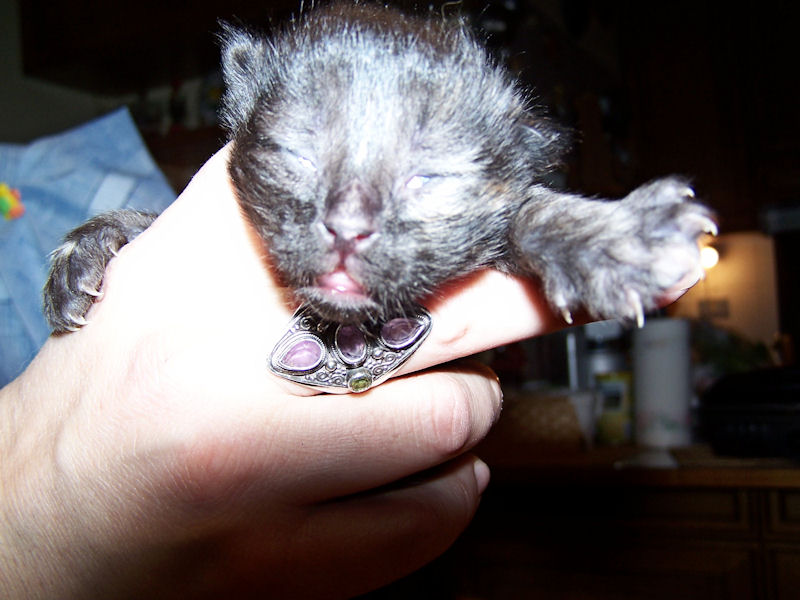 Gatti Norvegesi - cuccioli