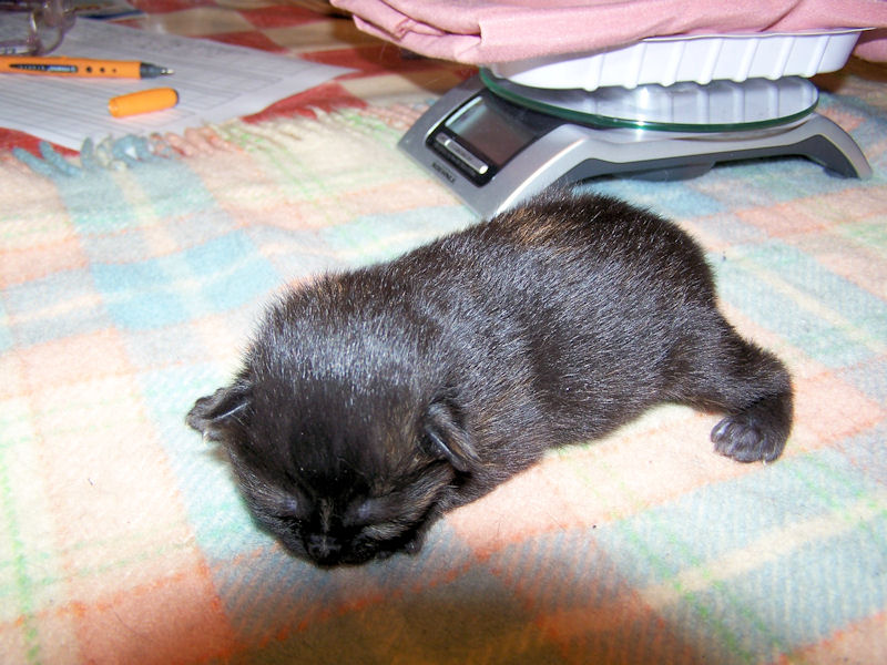 Gatti Norvegesi - cuccioli