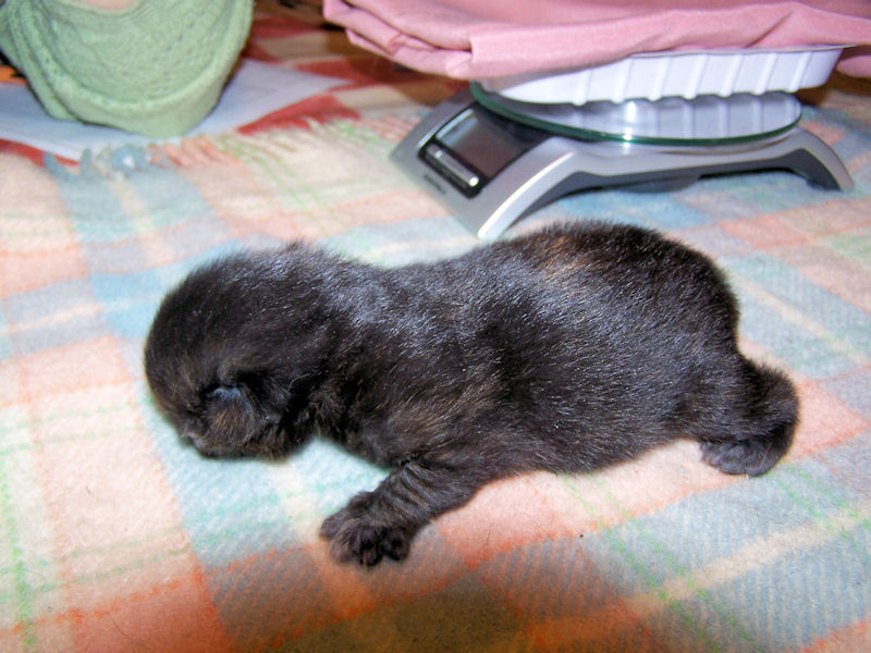 Gatti Norvegesi - cuccioli