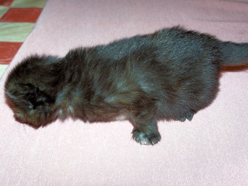 Gatti Norvegesi - cuccioli