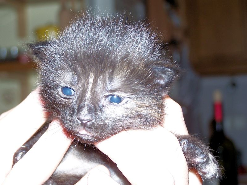 Gatti Norvegesi - cuccioli