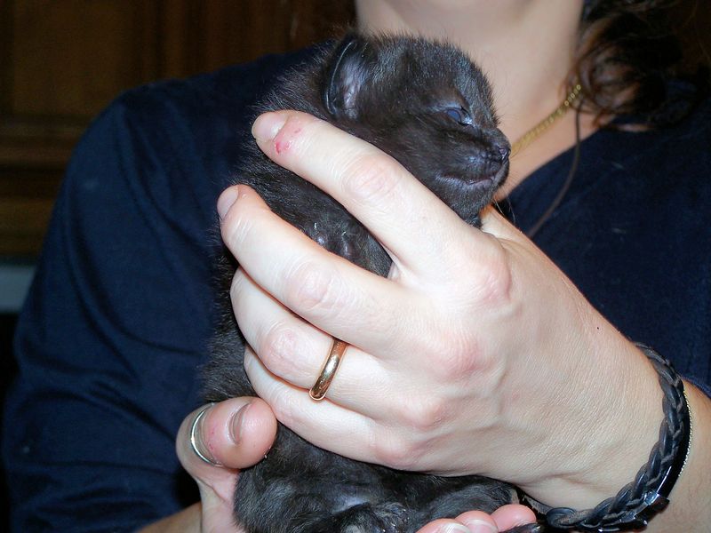 Gatti Norvegesi - cuccioli