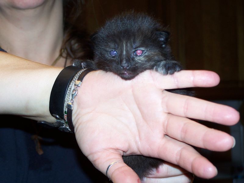 Gatti Norvegesi - cuccioli