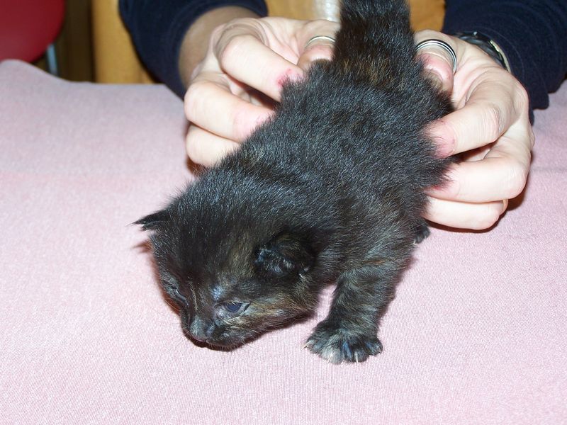 Gatti Norvegesi - cuccioli