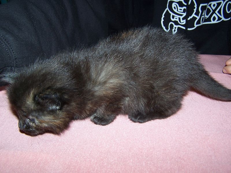 Gatti Norvegesi - cuccioli