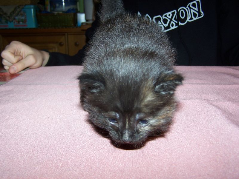 Gatti Norvegesi - cuccioli