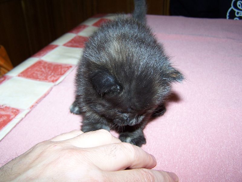 Gatti Norvegesi - cuccioli