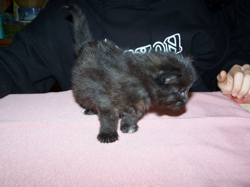 Gatti Norvegesi - cuccioli