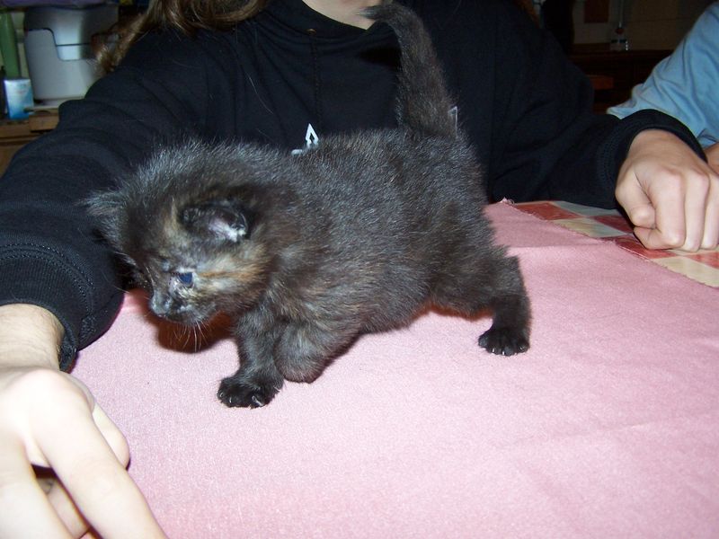 Gatti Norvegesi - cuccioli