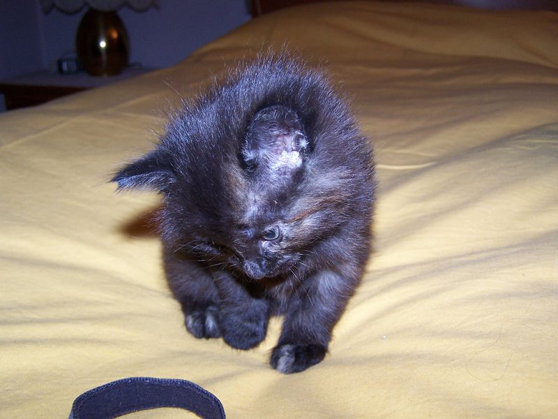 Gatti Norvegesi - cuccioli