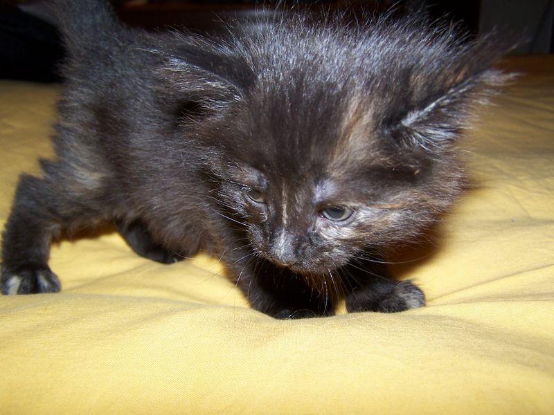 Gatti Norvegesi - cuccioli
