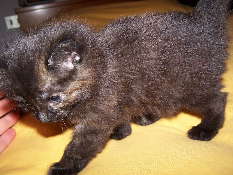 Gatti Norvegesi - cuccioli