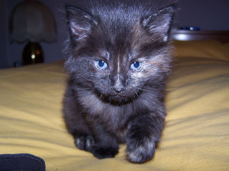 Gatti Norvegesi - cuccioli