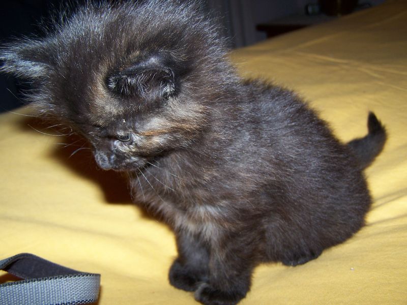 Gatti Norvegesi - cuccioli