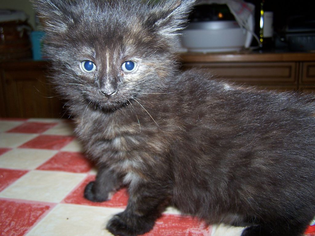 Gatti Norvegesi - cuccioli