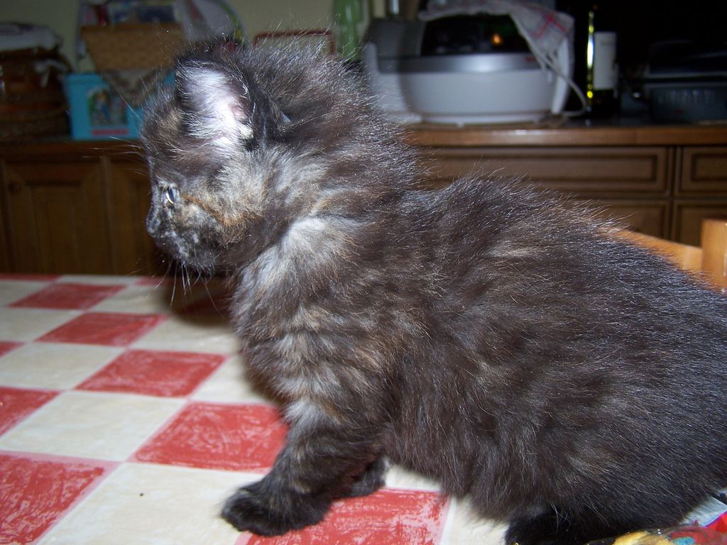 Gatti Norvegesi - cuccioli