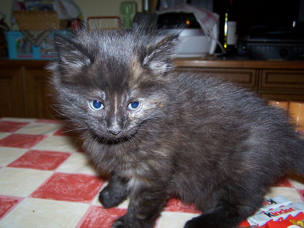 Gatti Norvegesi - cuccioli