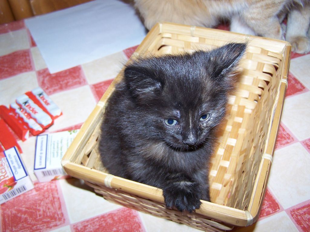 Gatti Norvegesi - cuccioli