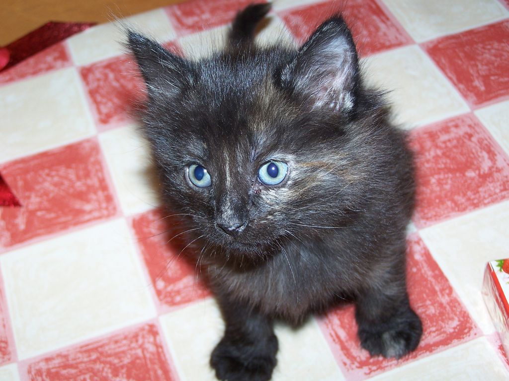 Gatti Norvegesi - cuccioli
