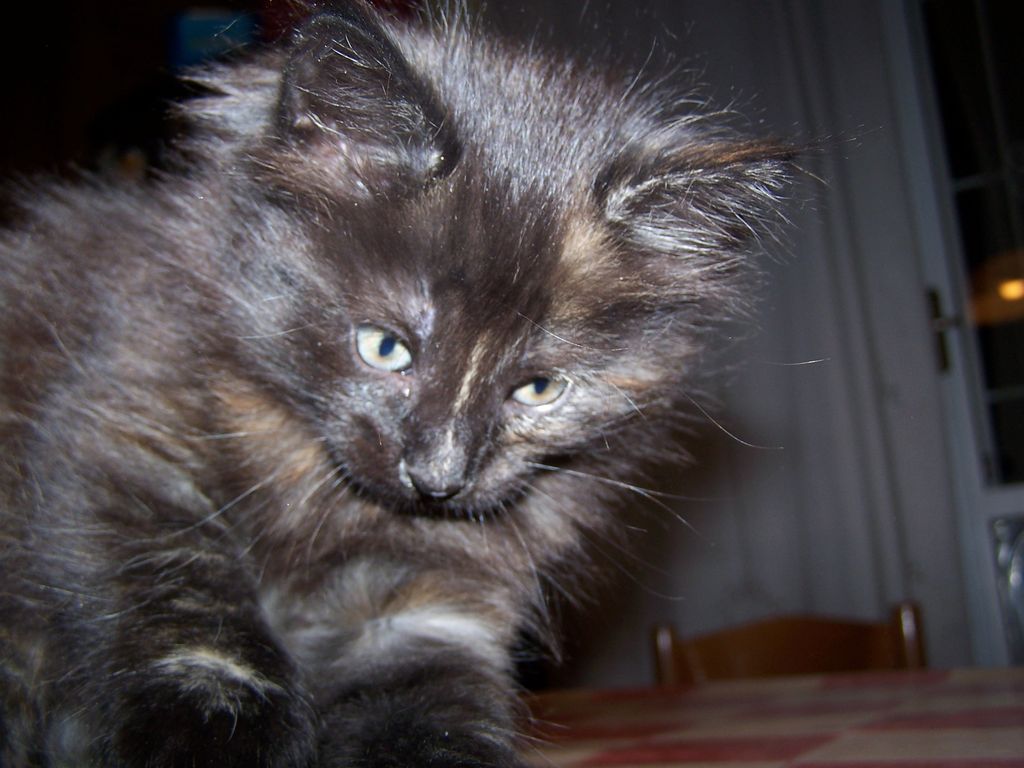 Gatti Norvegesi - cuccioli