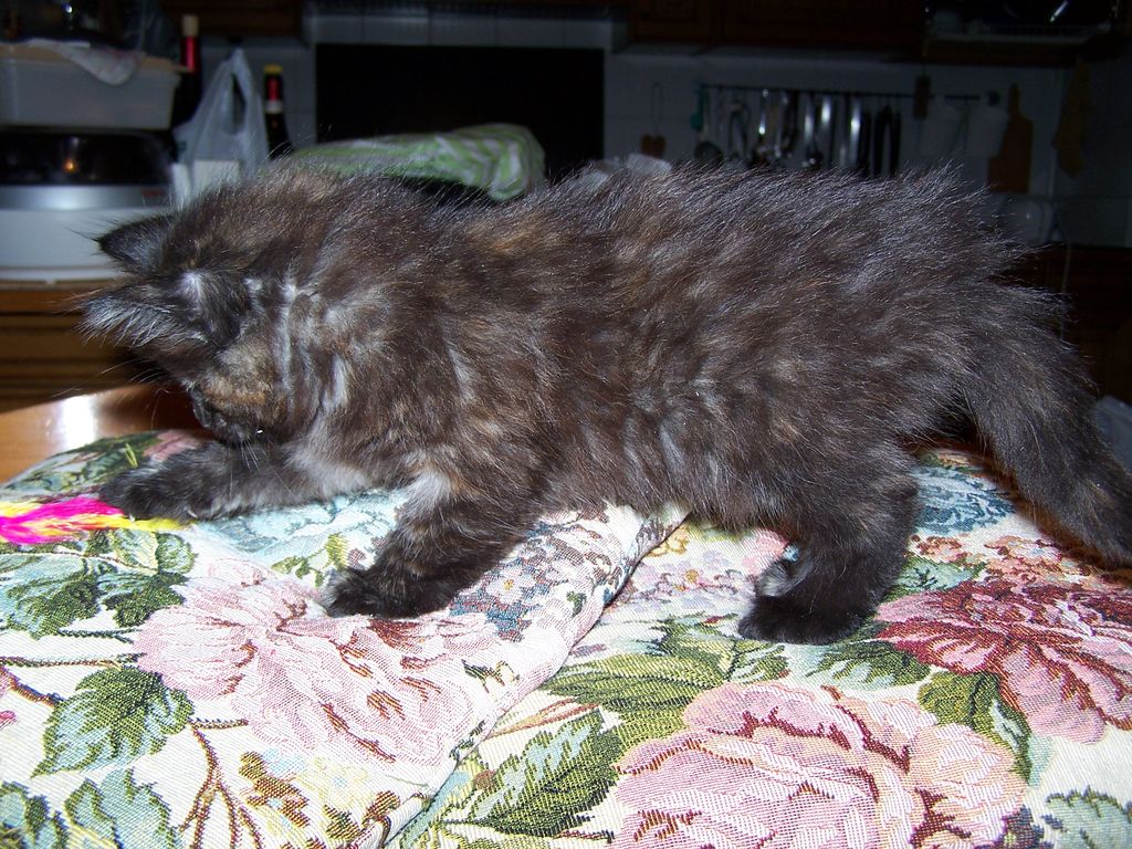 Gatti Norvegesi - cuccioli