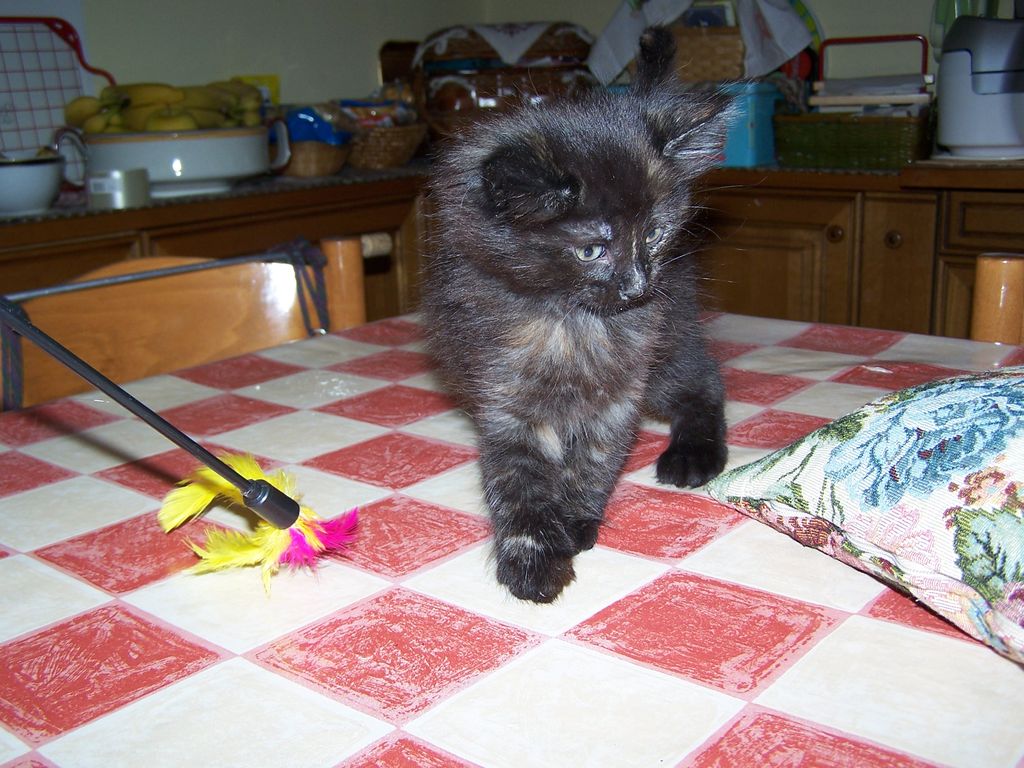 Gatti Norvegesi - cuccioli
