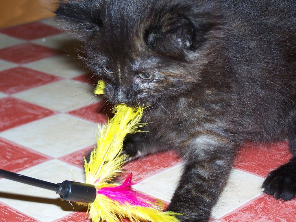 Gatti Norvegesi - cuccioli