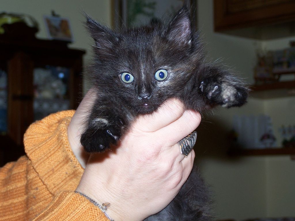 Gatti Norvegesi - cuccioli