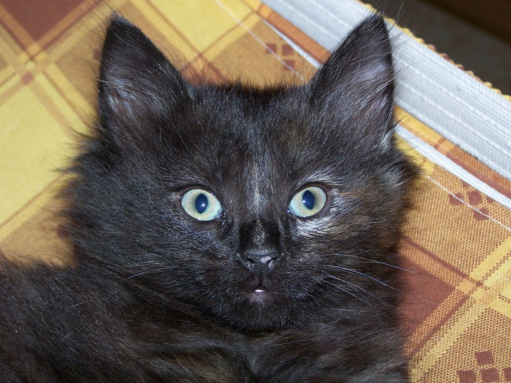 Gatti Norvegesi - cuccioli
